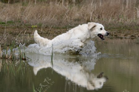 水中的狗
