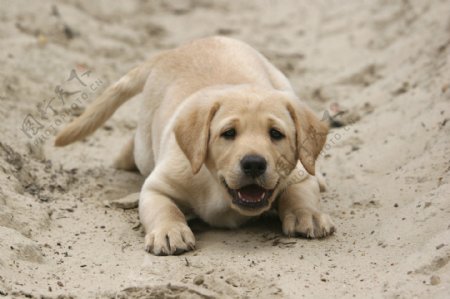沙滩上的狗儿