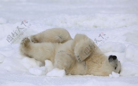 雪地打滚的北极熊