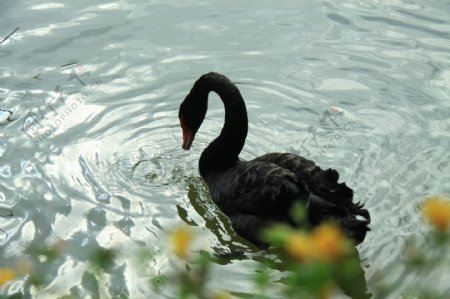 黑天鹅湖中饮水图片