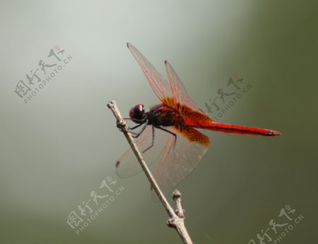 红蜻蜓图片