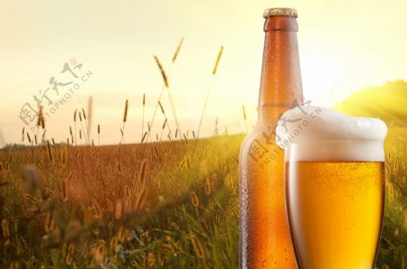 草地与啤酒图片
