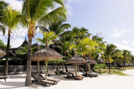 高清海边椰子树风景图片