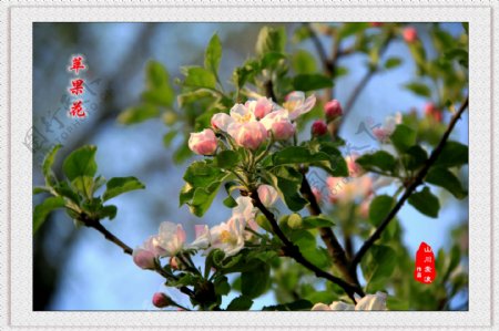 春天苹果花图片