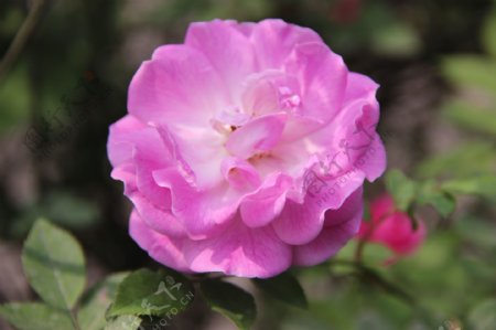 粉红色蔷薇花图片