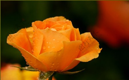 唯美橘色玫瑰花图片