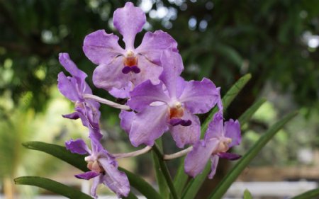 唯美紫色兰花图片