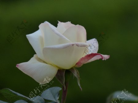 唯美白色玫瑰花图片
