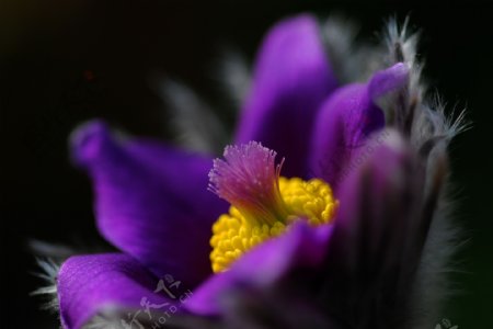 唯美紫色花朵图片