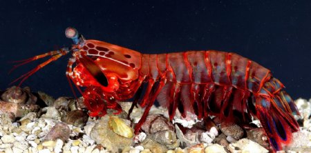 螳螂虾图片