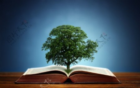 树生长在翻开的书上