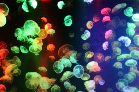 海底彩色水母图片