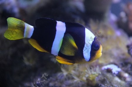 海底小丑鱼图片