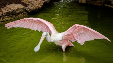粉红琵鹭高清图片