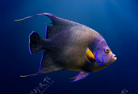 美丽的热带鱼