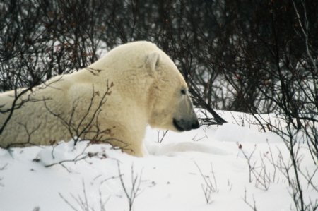 北极熊特写图片素材