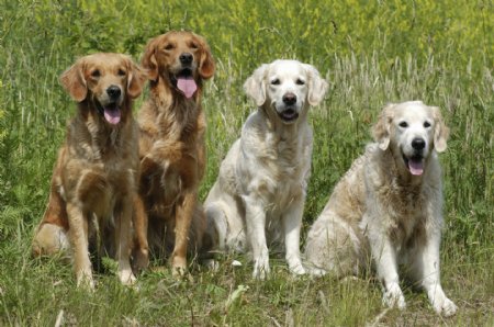 立在草地上的四只宠物狗