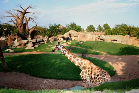 动物园里的长颈鹿