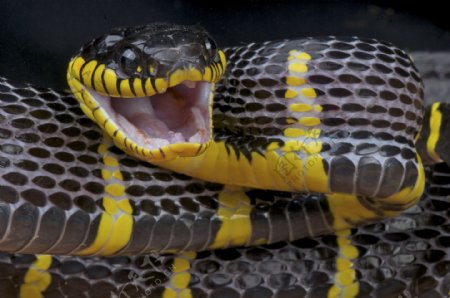 一条蛇摄影