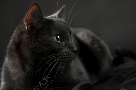 黑色猫咪摄影
