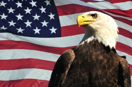 美国国旗与雄鹰图片