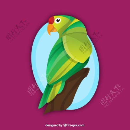美丽绿色鹦鹉图片