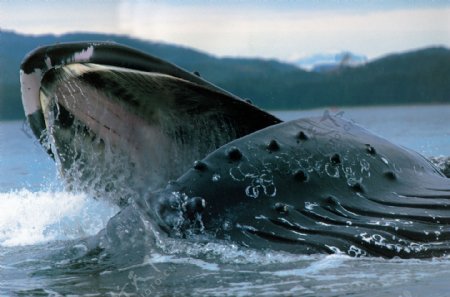 鲸海中鲸海洋动物