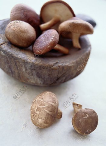 高清野生香菇图片
