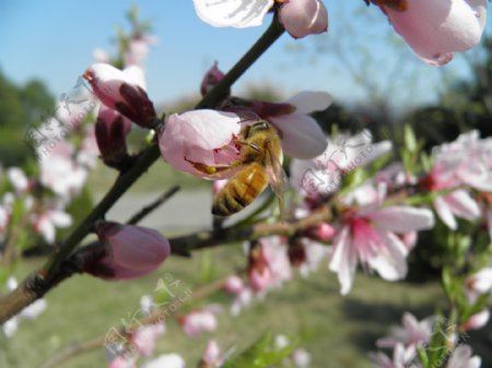 春天桃花蜜蜂花朵写真