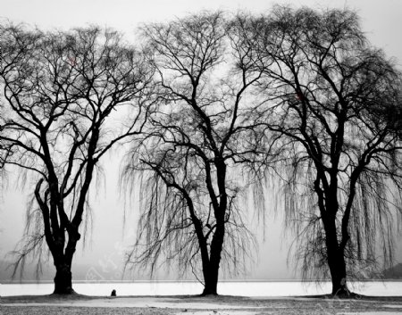 黑白色树木图片