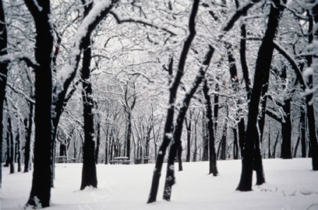 美丽的冬季树林风景图片