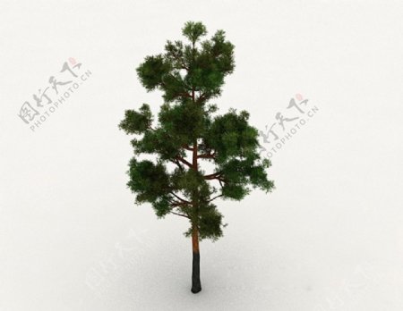 常见松树品种3d模型下载