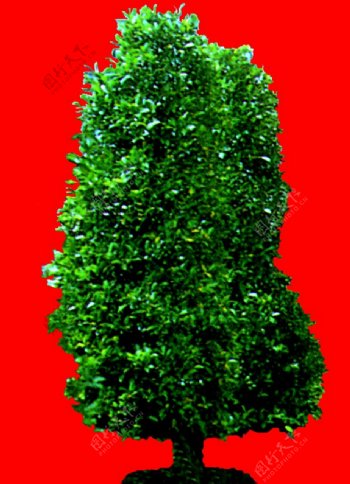 灌木植物贴图素材建筑装饰JPG1973