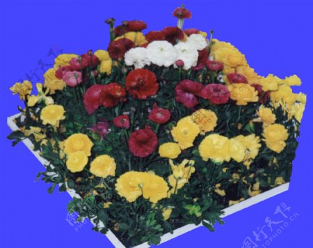 花坛012植物素材