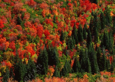 色彩绚丽的森林高清风景图片图片