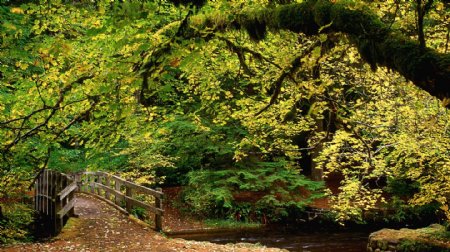 秋天树林小桥风景图片