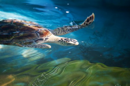 海水里的海龟图片