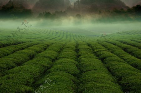 绿色茶园风景图片