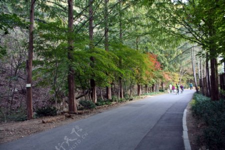 绿色树林公路风景图片
