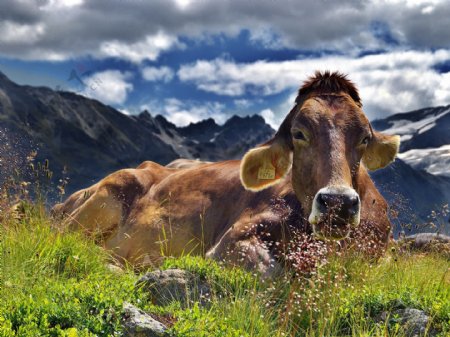 阿尔卑斯山牛
