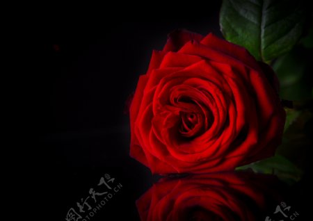 一朵红色玫瑰花