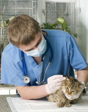 给小猫看病的宠物医生图片