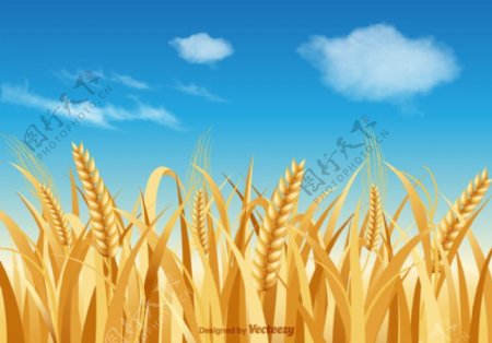 自由小麦秸秆矢量景观