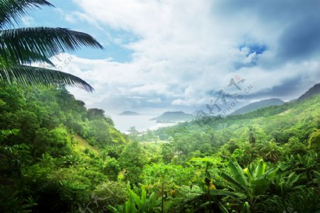 热带雨林风景