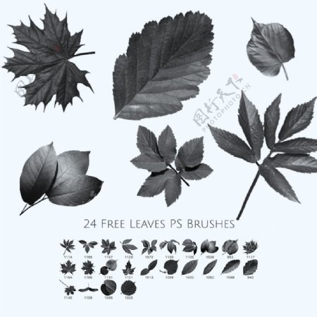 24种免费的树叶叶子枫叶梧桐叶PS笔刷素材下载