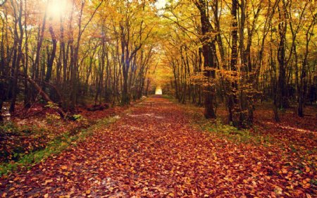 秋季自然风景图片素材