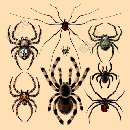 手绘的各种不同蜘蛛