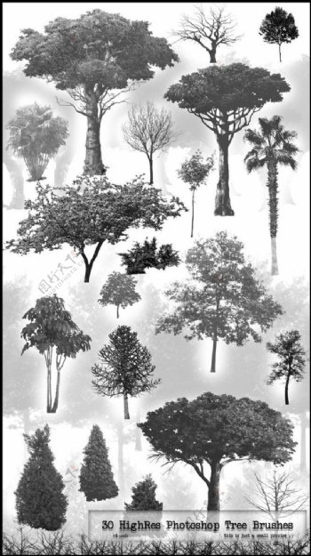 30种热带雨林树木树林PS笔刷下载