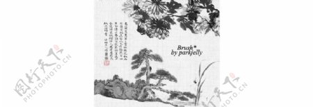 中国风菊花和松树PS笔刷