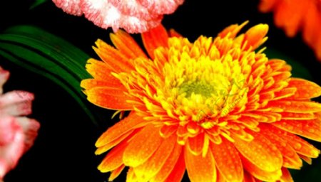 位图植物花朵写实花卉菊花免费素材